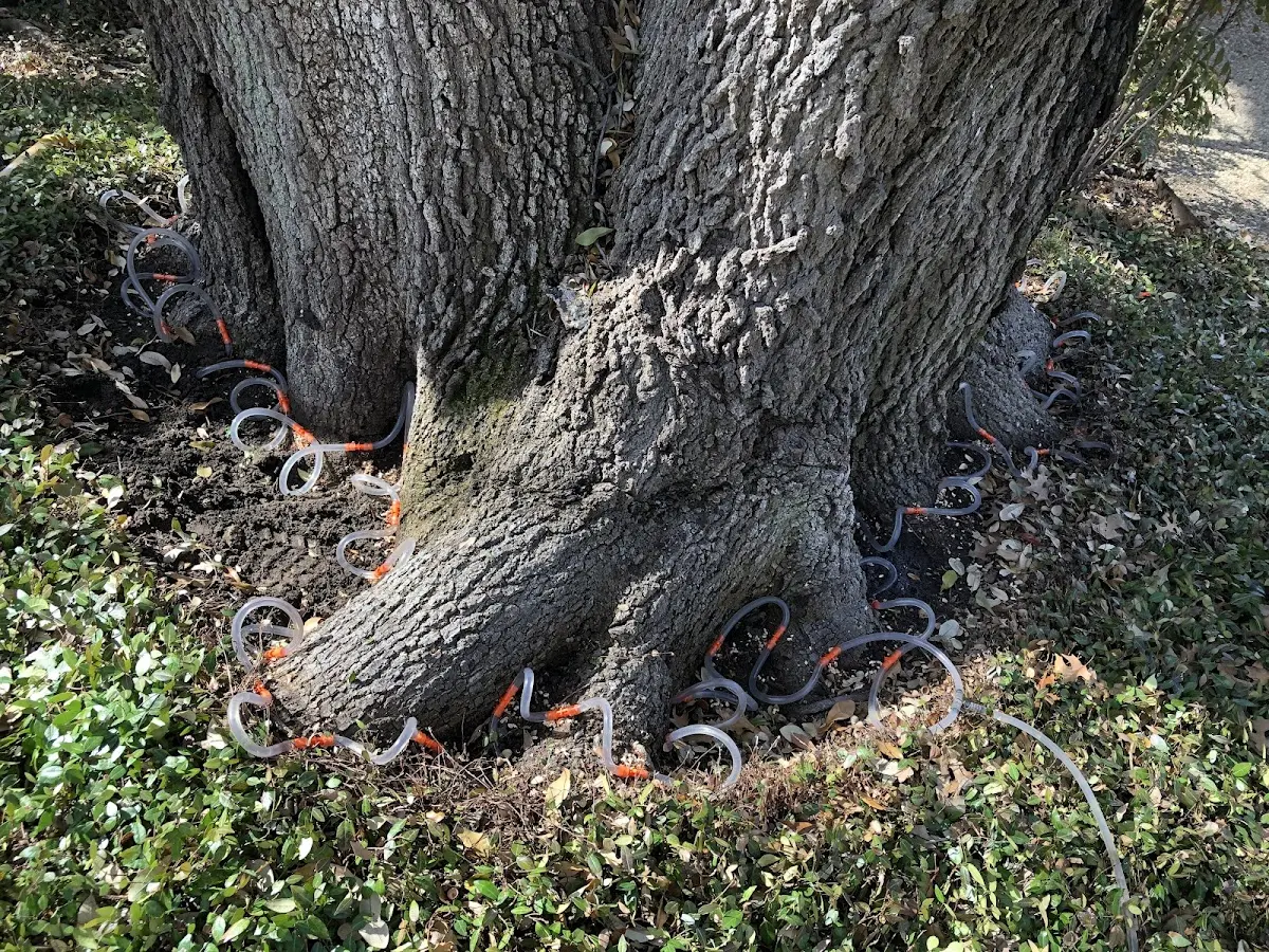 Detailed Shrub and Hedge Trimming job site in Bolivar